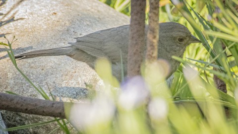 California Towhee - James Kendall