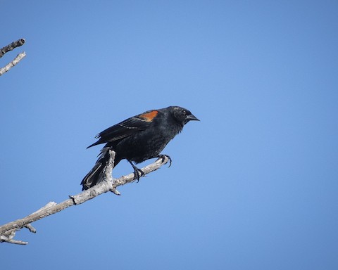 Red-winged Blackbird - James Kendall