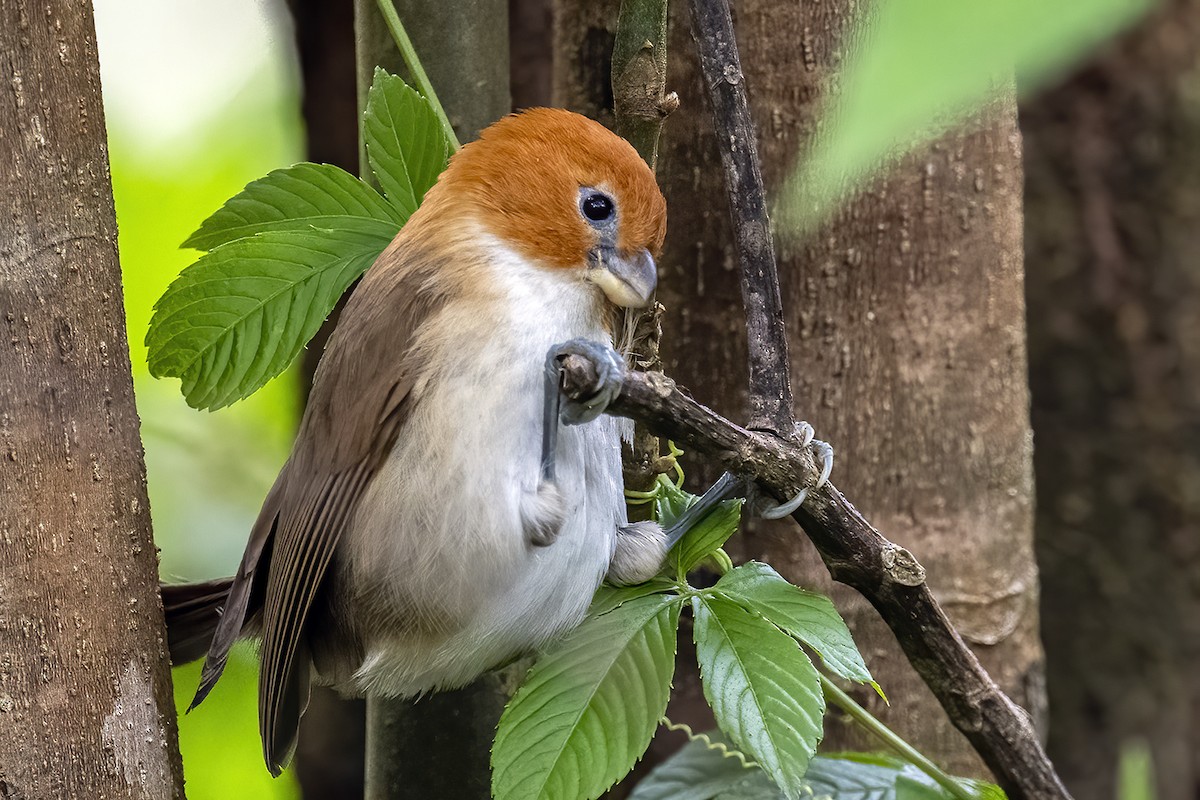 White-breasted Parrotbill - ML419750041