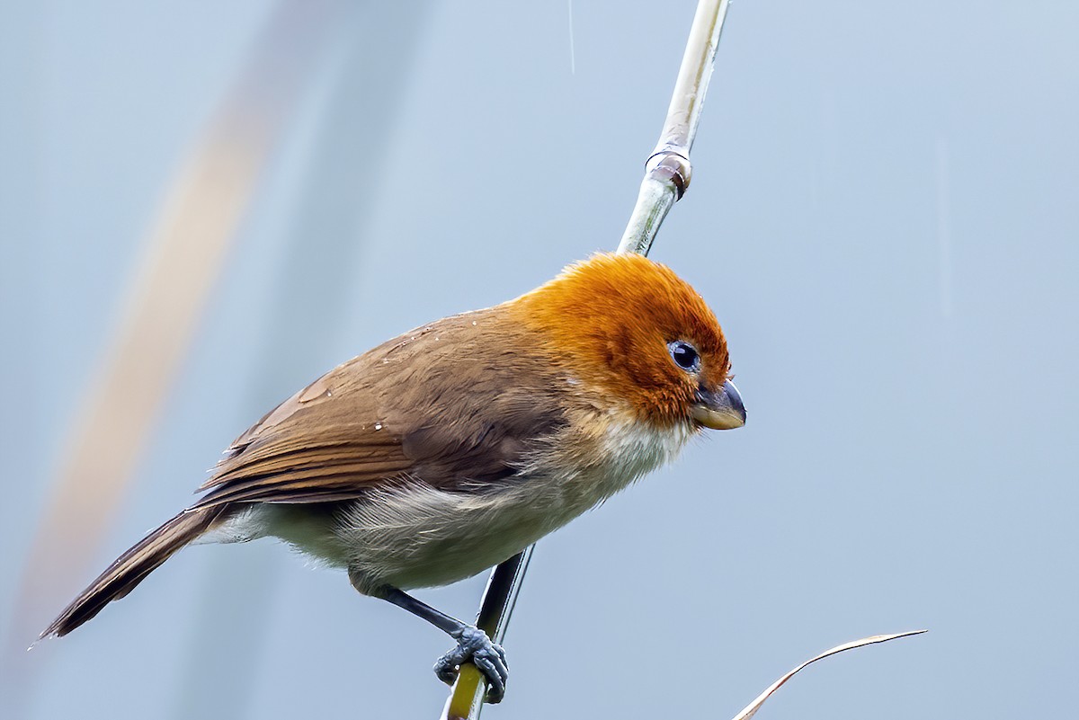 White-breasted Parrotbill - ML419750461