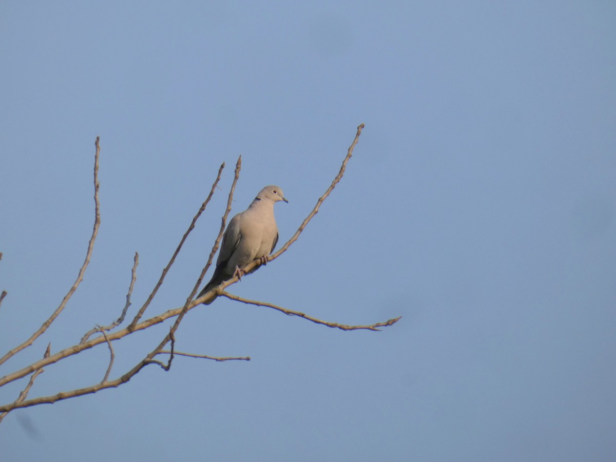Eurasian Collared-Dove - ML419754261