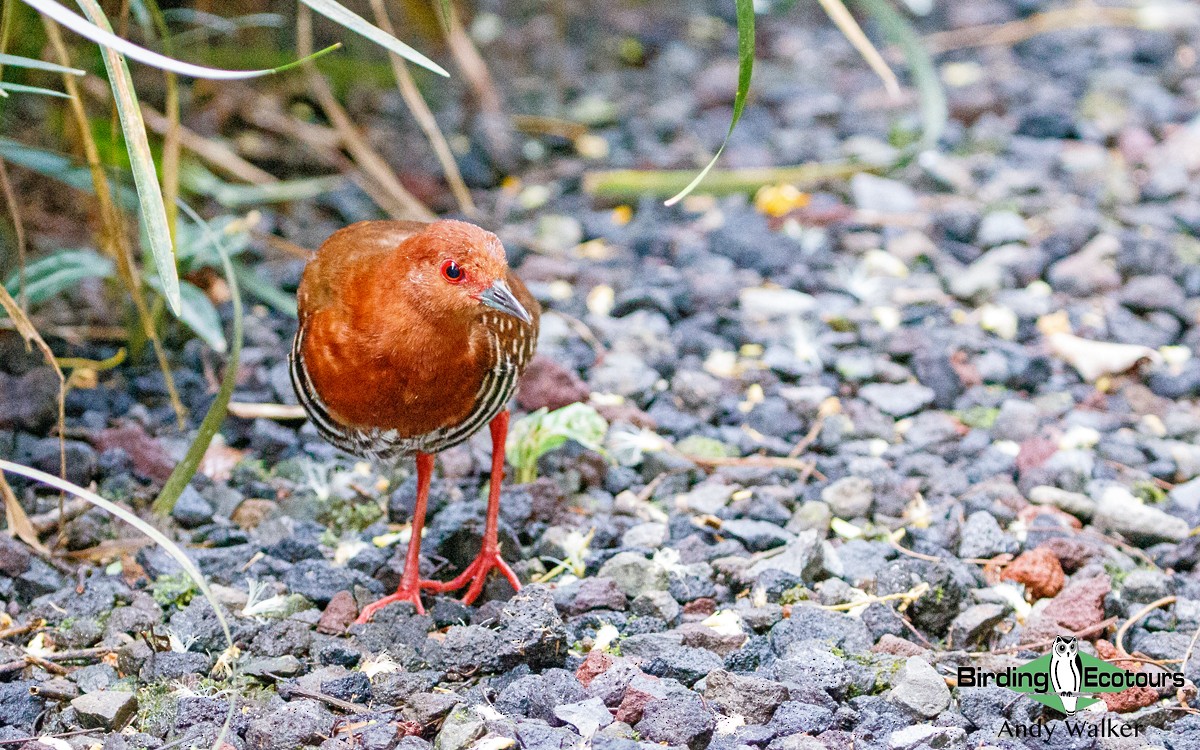 Red-legged Crake - Andy Walker - Birding Ecotours