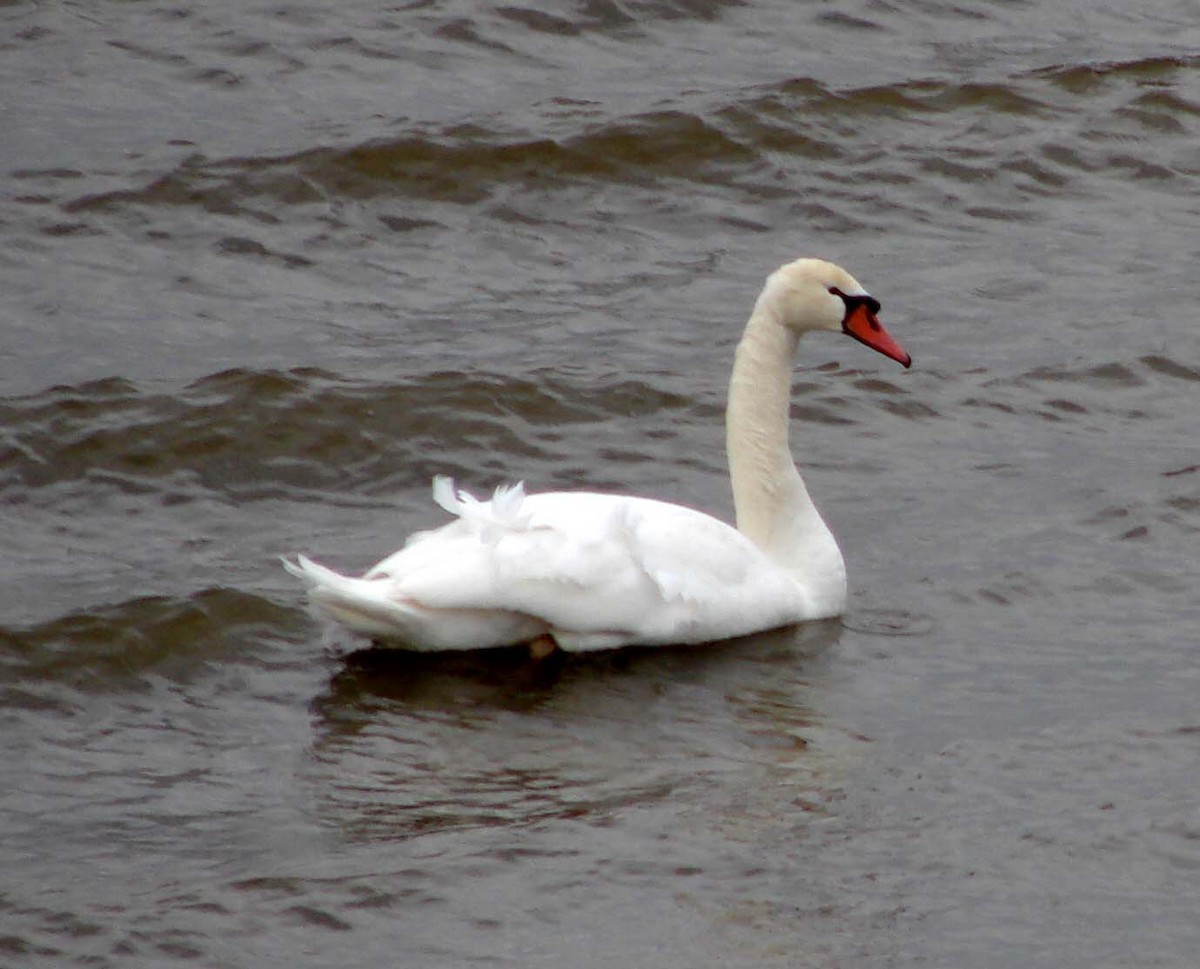 Mute Swan - ML41976991