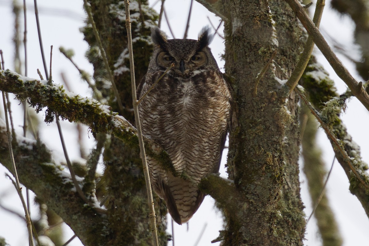 Great Horned Owl - ML419771531