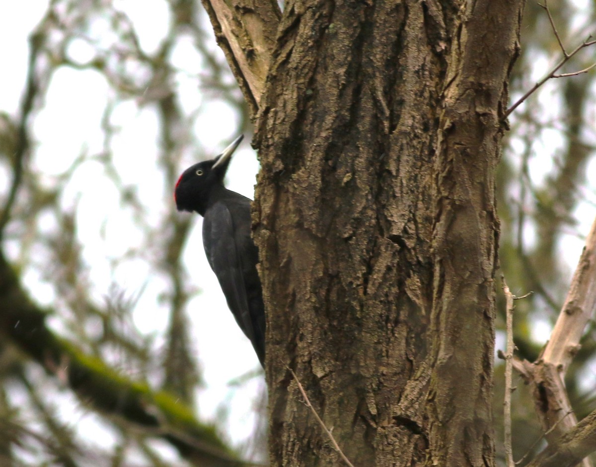 Black Woodpecker - ML419773371