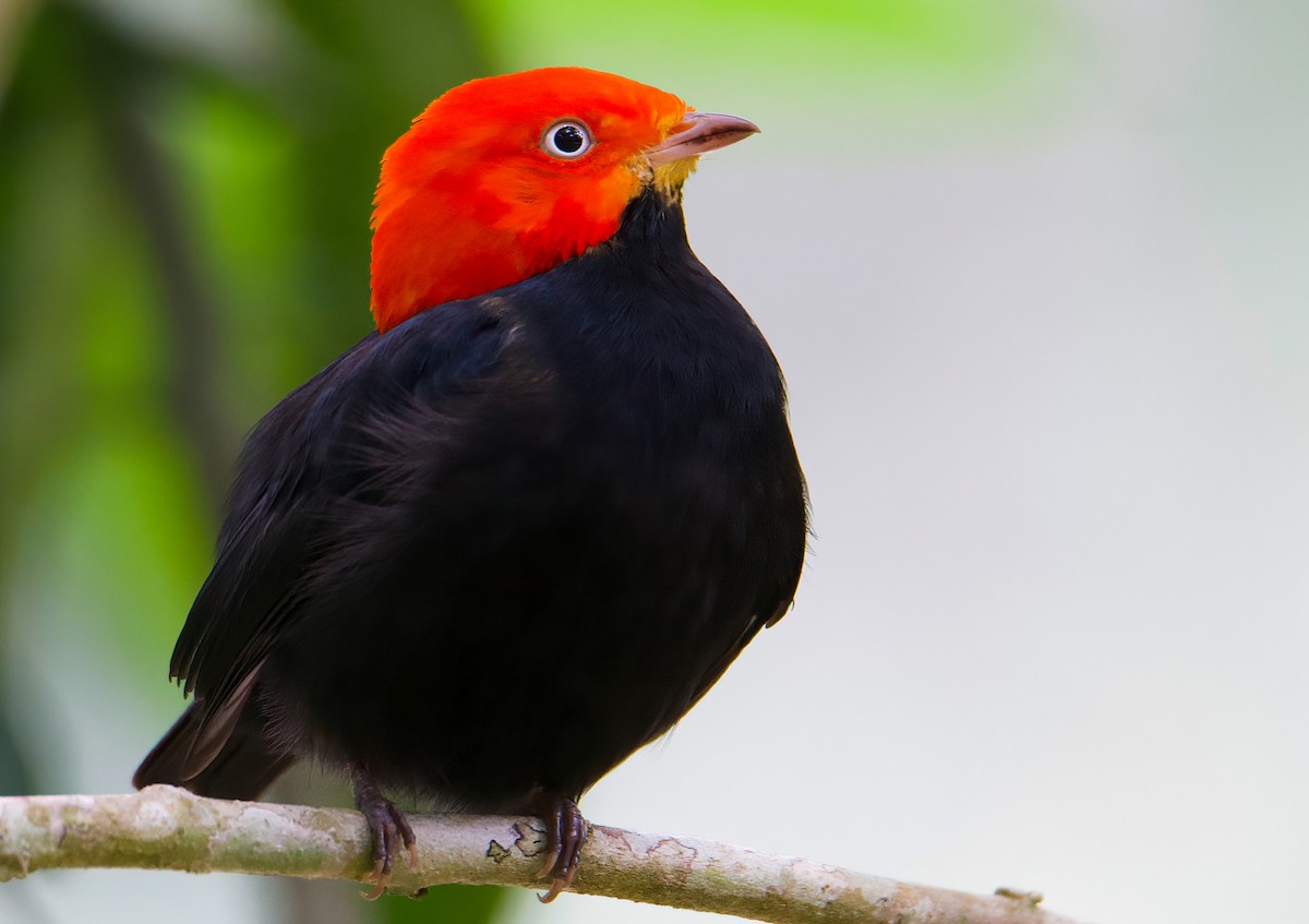 Red-capped Manakin - ML419774061