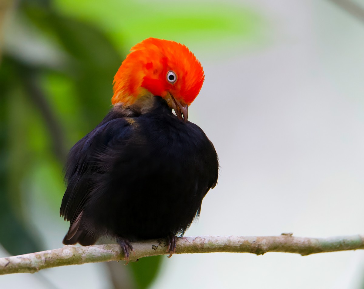 Red-capped Manakin - ML419774091