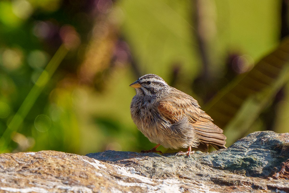 Striolated Bunting - ML419777821