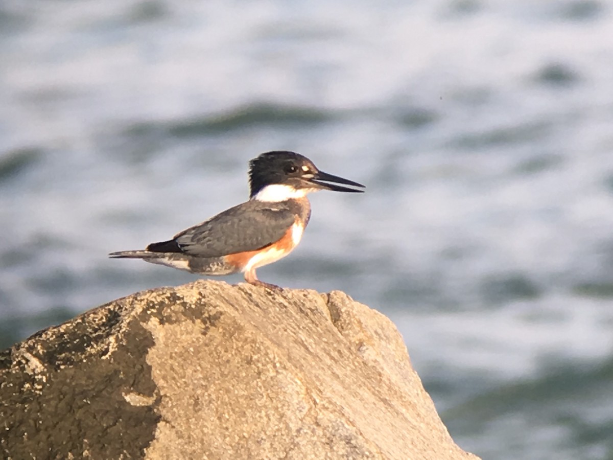 Belted Kingfisher - ML41977811