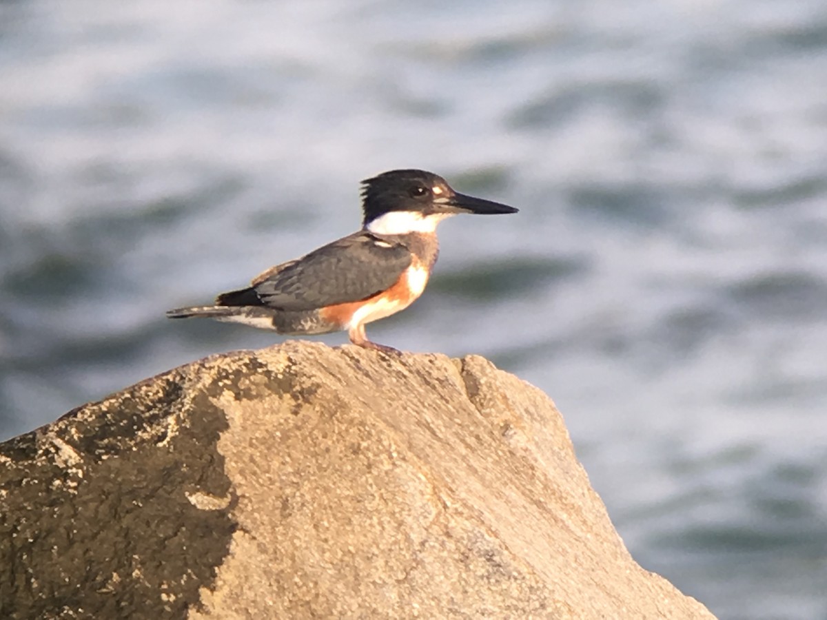 Belted Kingfisher - ML41977821