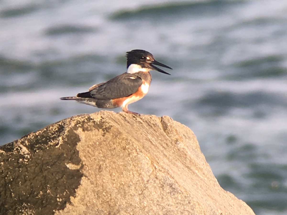 Belted Kingfisher - ML41977841