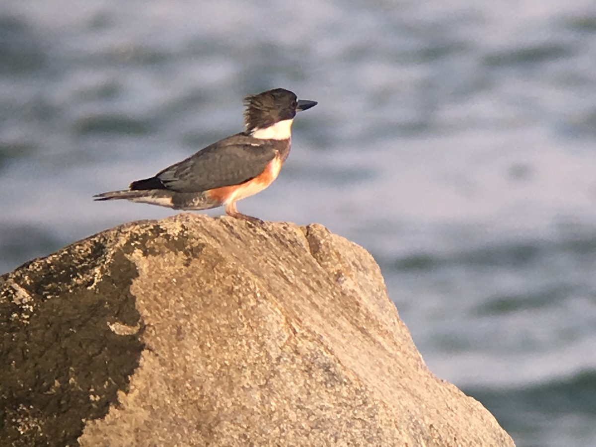 Belted Kingfisher - ML41977851