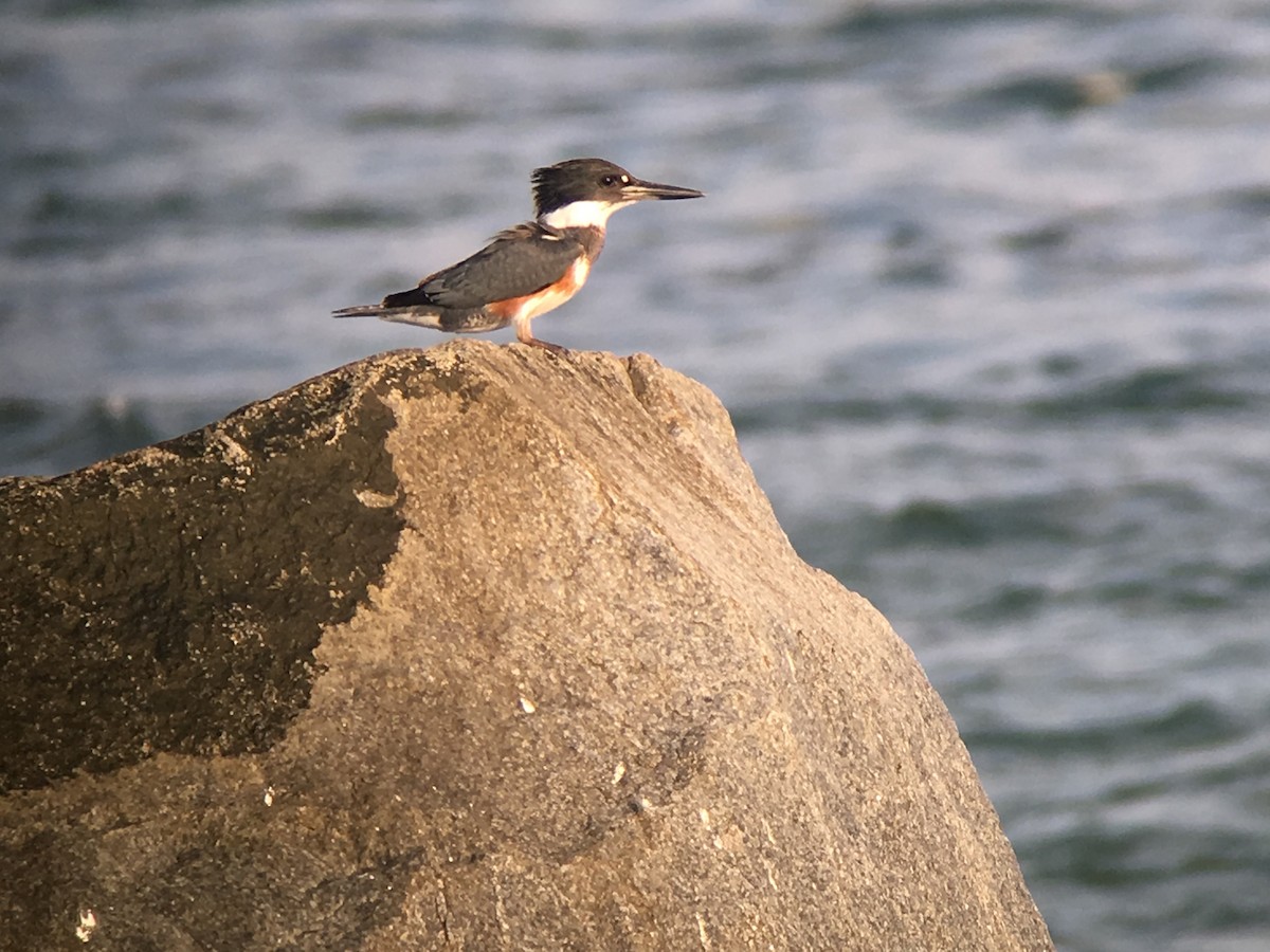 Belted Kingfisher - ML41977871