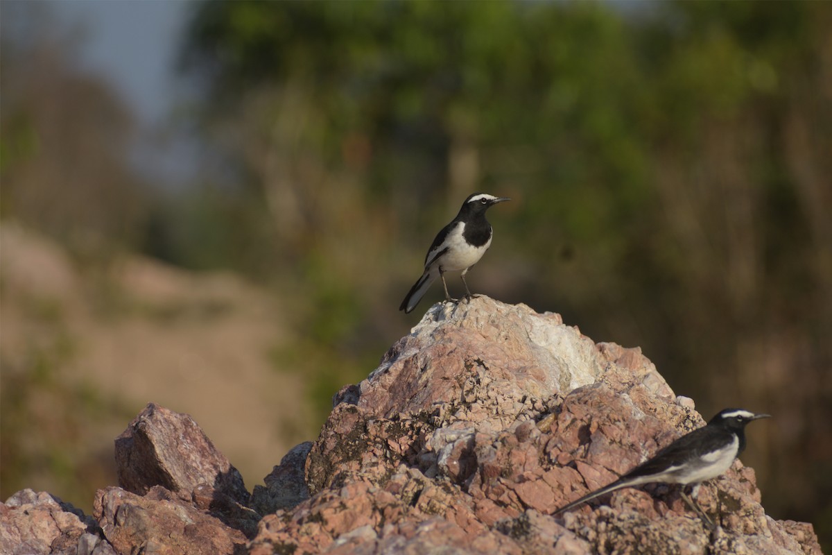 White-browed Wagtail - ML419780741