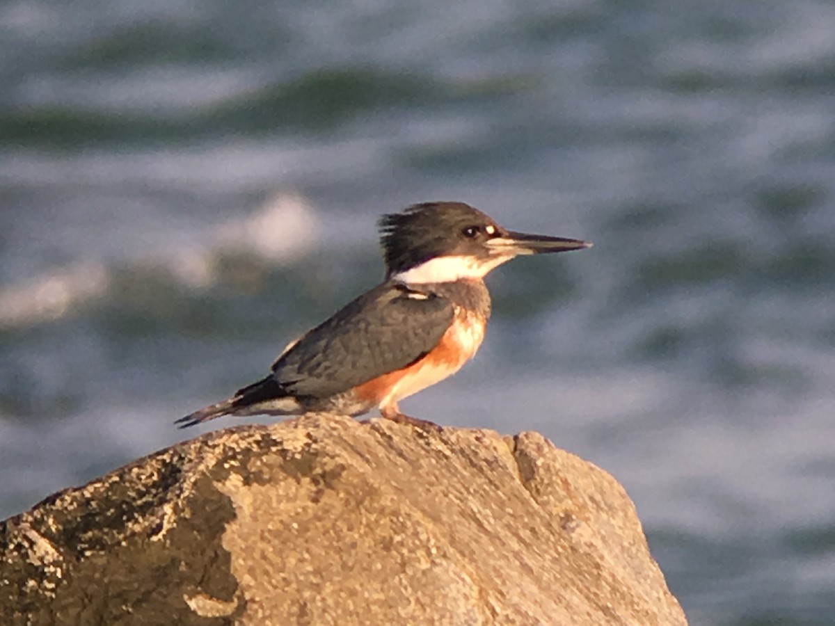 Belted Kingfisher - ML41978141