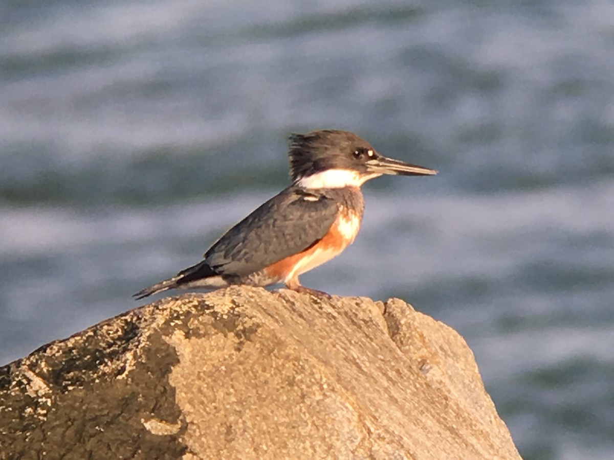 Belted Kingfisher - ML41978161