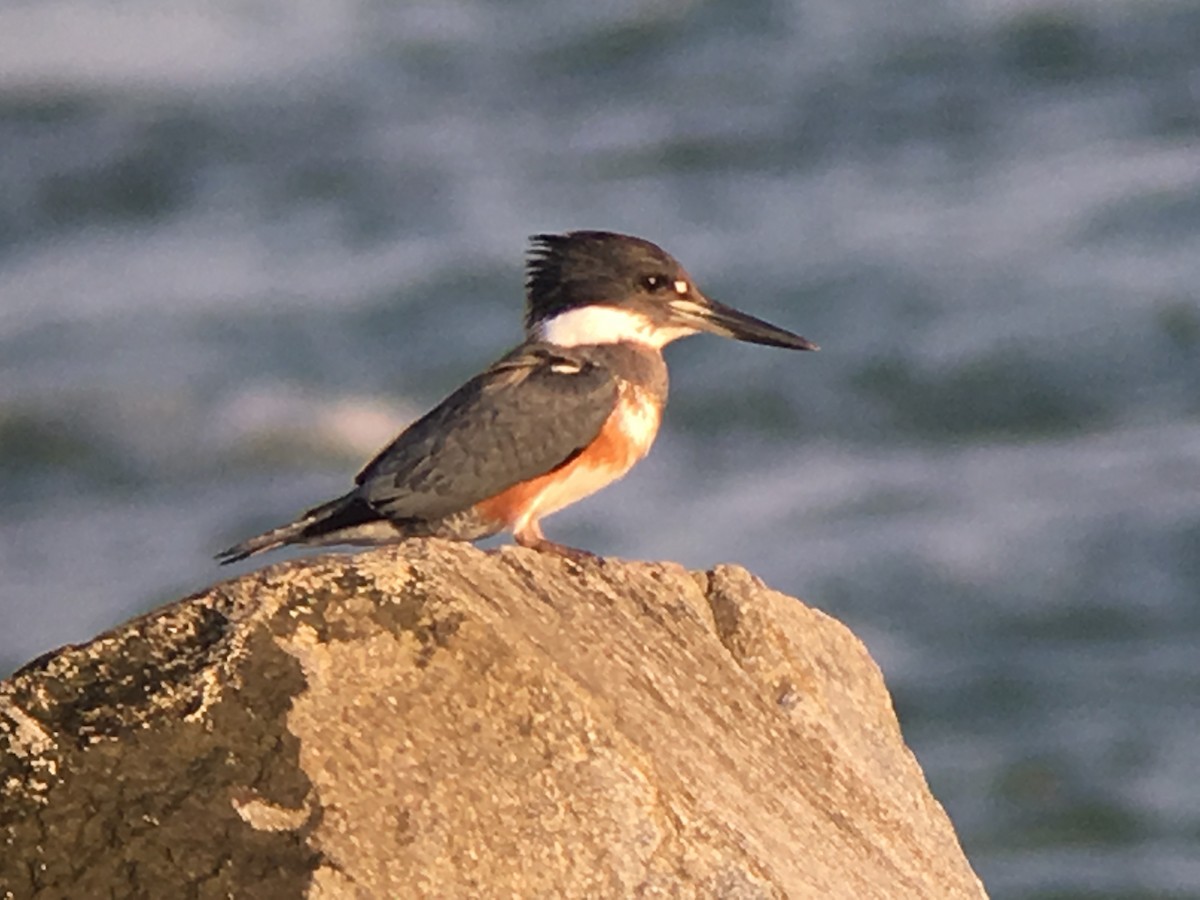 Belted Kingfisher - ML41978171