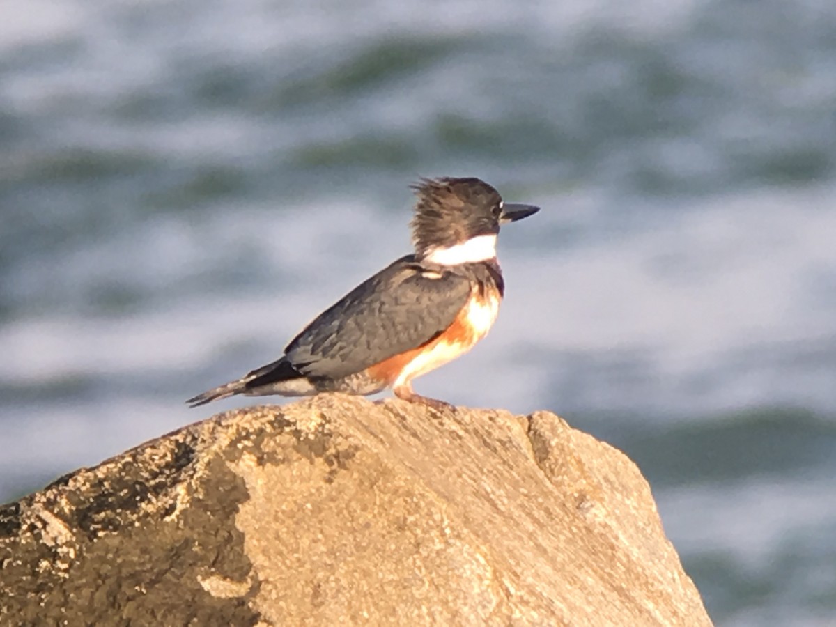 Belted Kingfisher - ML41978181