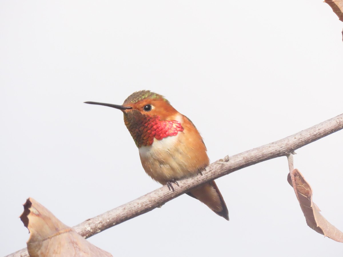 Allen's Hummingbird - Trevor Leitz