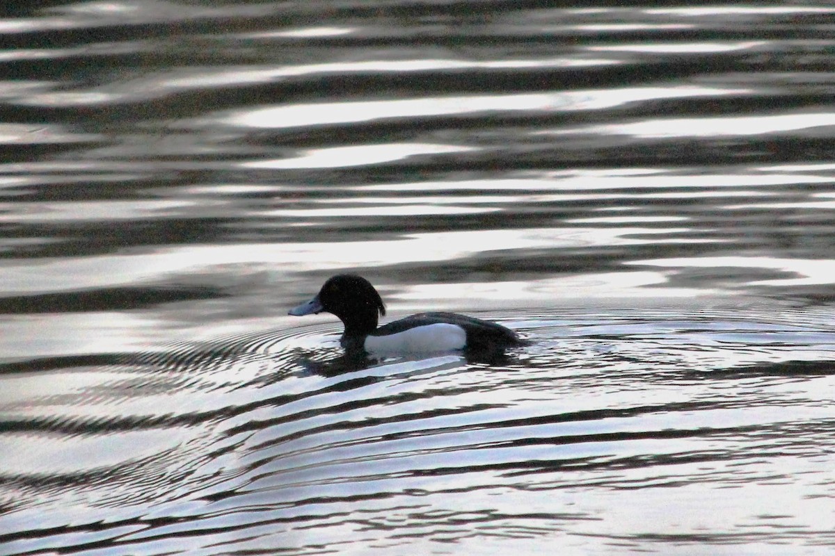 Tufted Duck - ML419786081