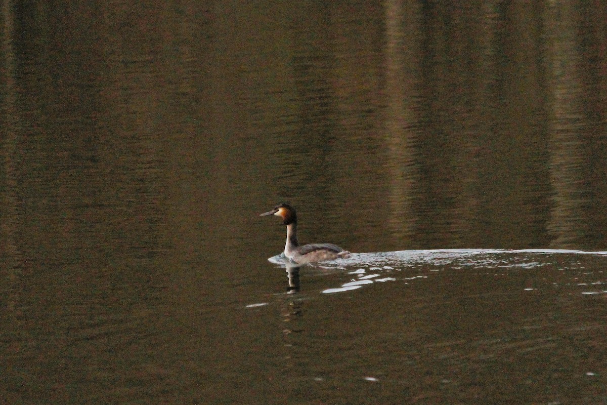 Great Crested Grebe - ML419786121