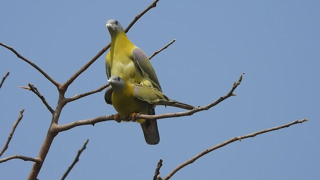Yellow-footed Green-Pigeon - ML419791141