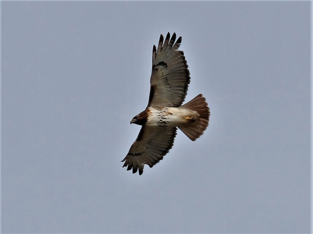 Red-tailed Hawk - ML419793811