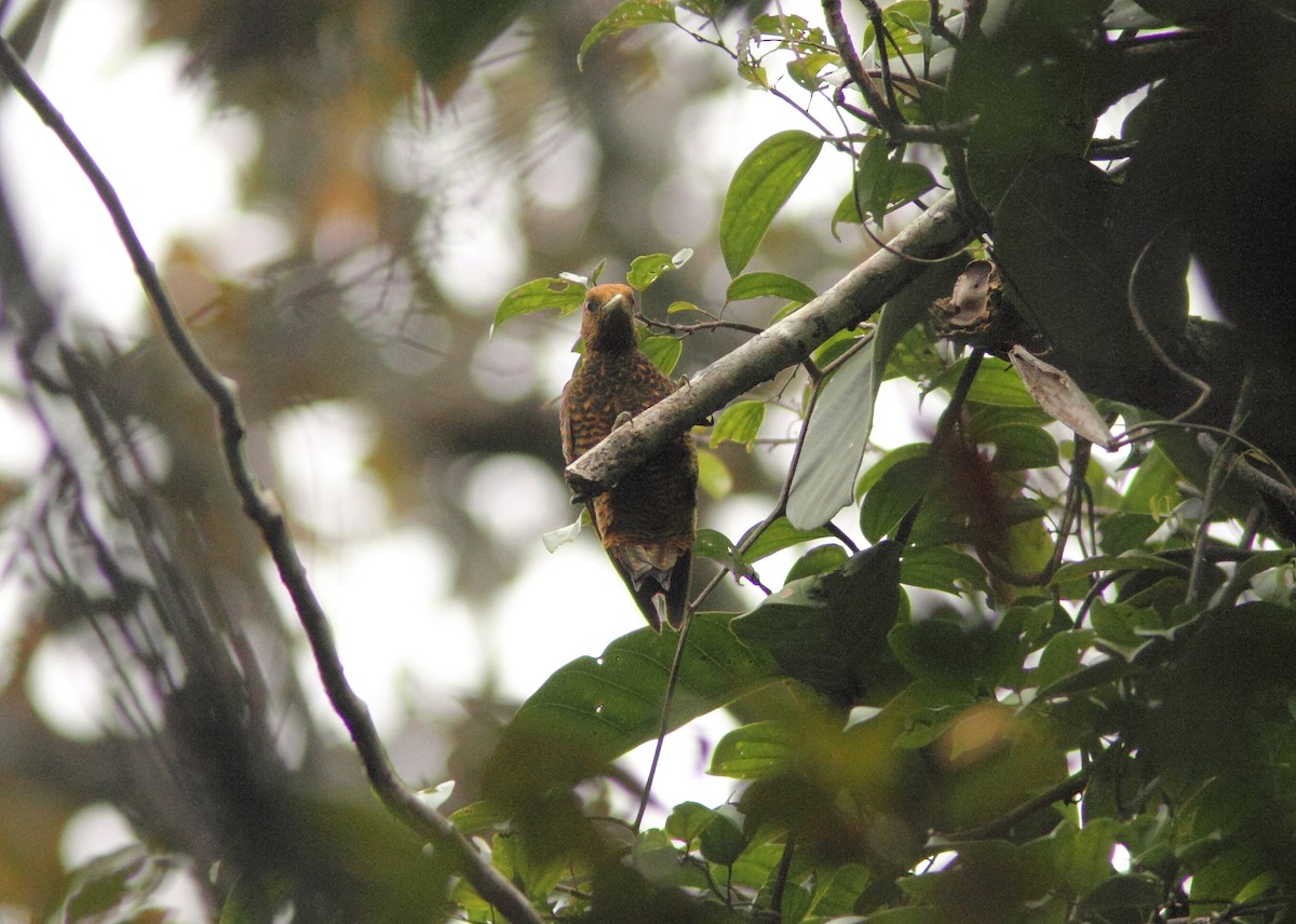 Waved Woodpecker (Waved) - ML419795011