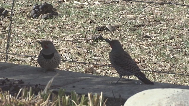 Northern Flicker (Red-shafted) - ML419797191