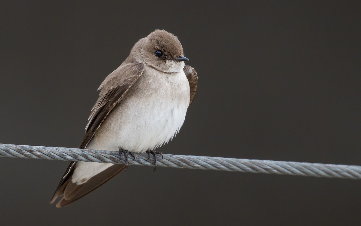 Northern Rough-winged Swallow - ML419805071