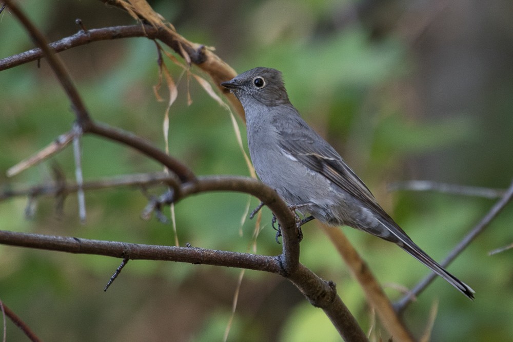 Townsend's Solitaire - ML41980511
