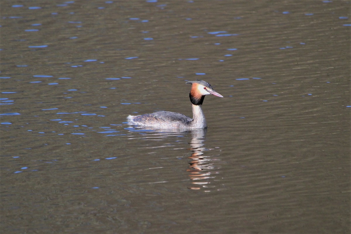 Great Crested Grebe - ML419807601