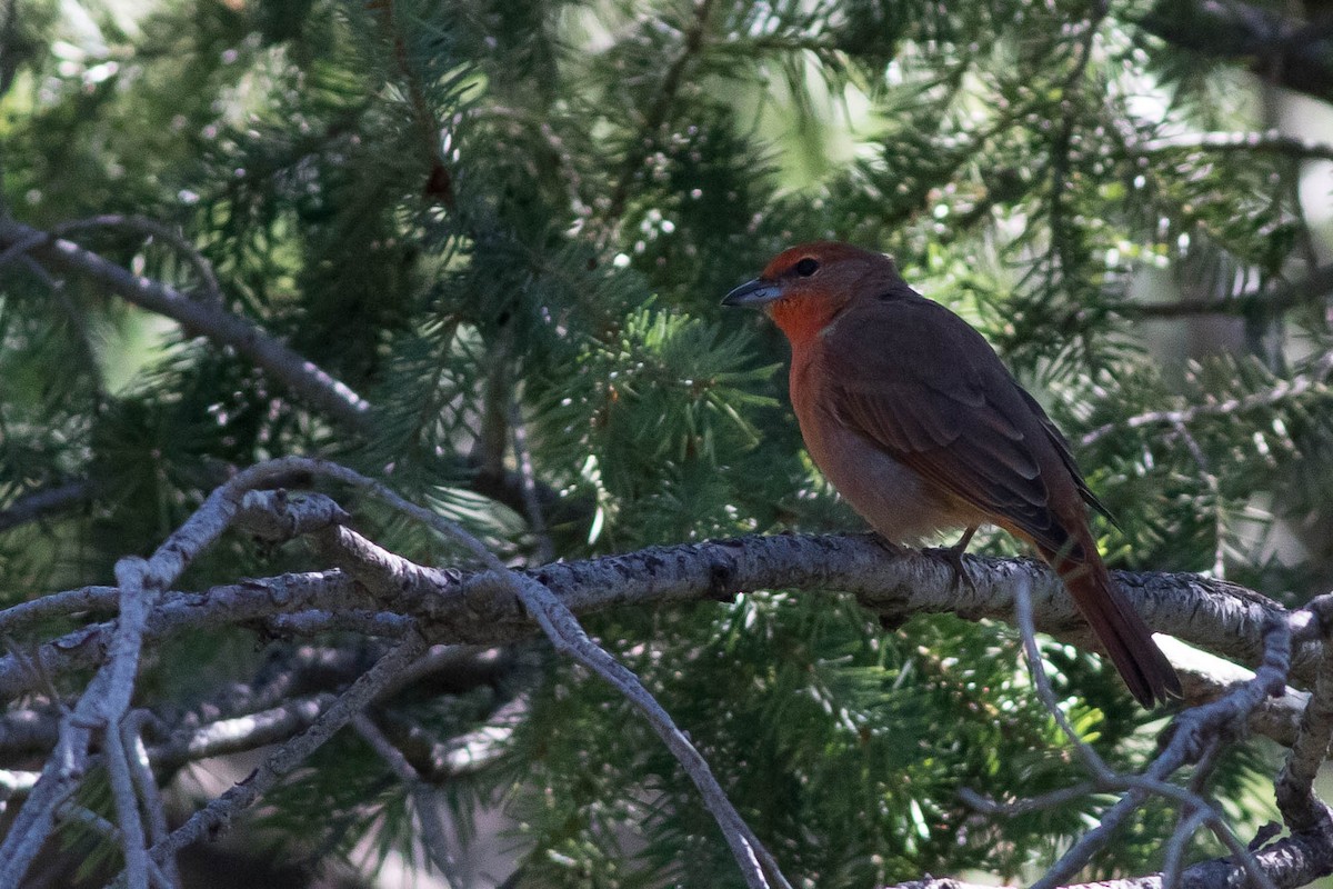 Hepatic Tanager - ML419808811