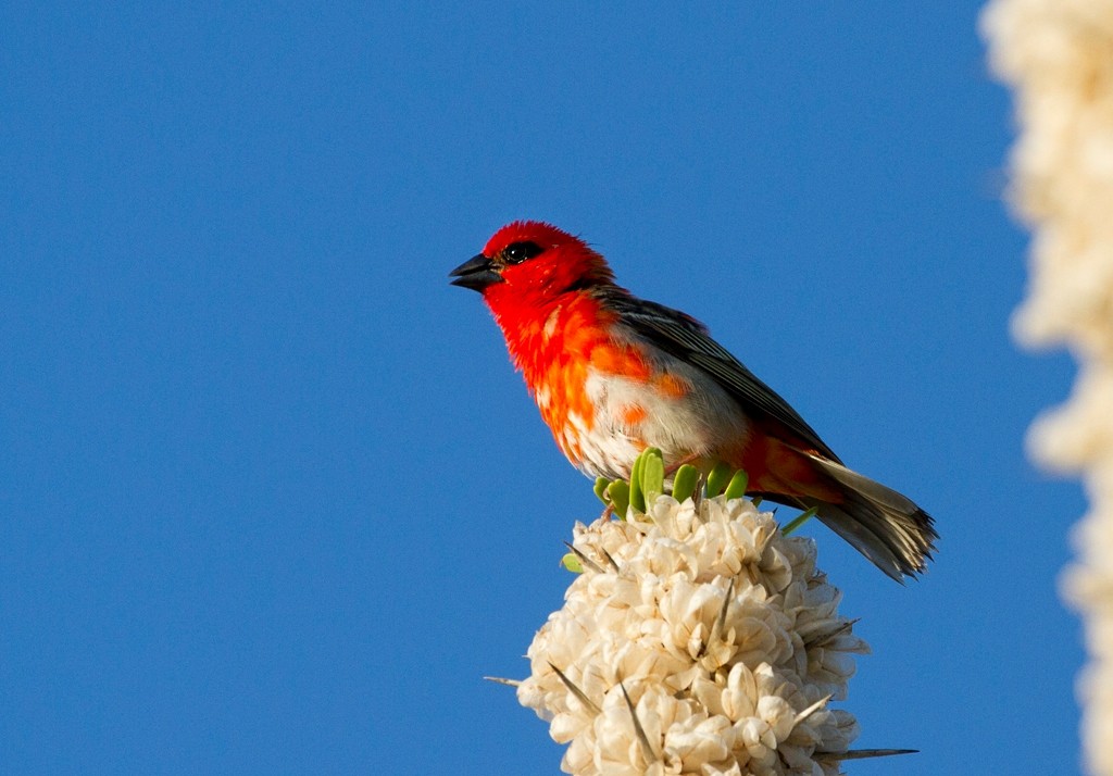 Red Fody - Charley Hesse TROPICAL BIRDING