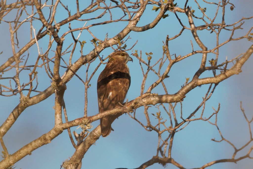Madagascar Cuckoo-Hawk - ML41981631