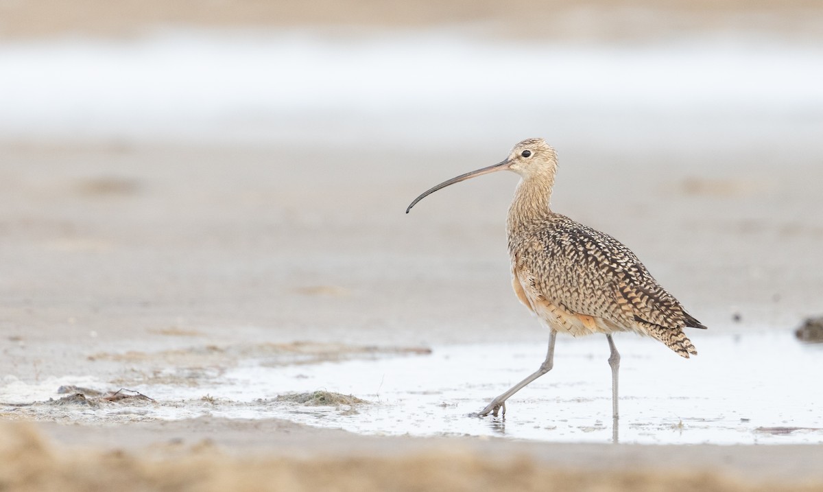Long-billed Curlew - ML419817881
