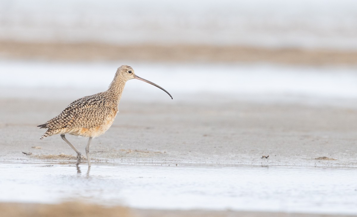 Long-billed Curlew - ML419817891
