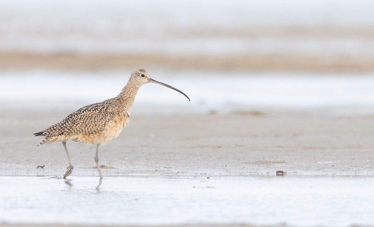 Long-billed Curlew - ML419817941