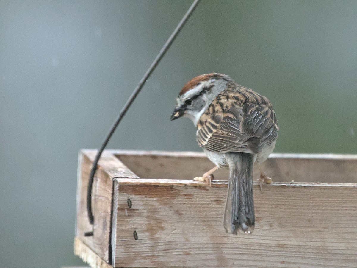 Chipping Sparrow - ML419818861