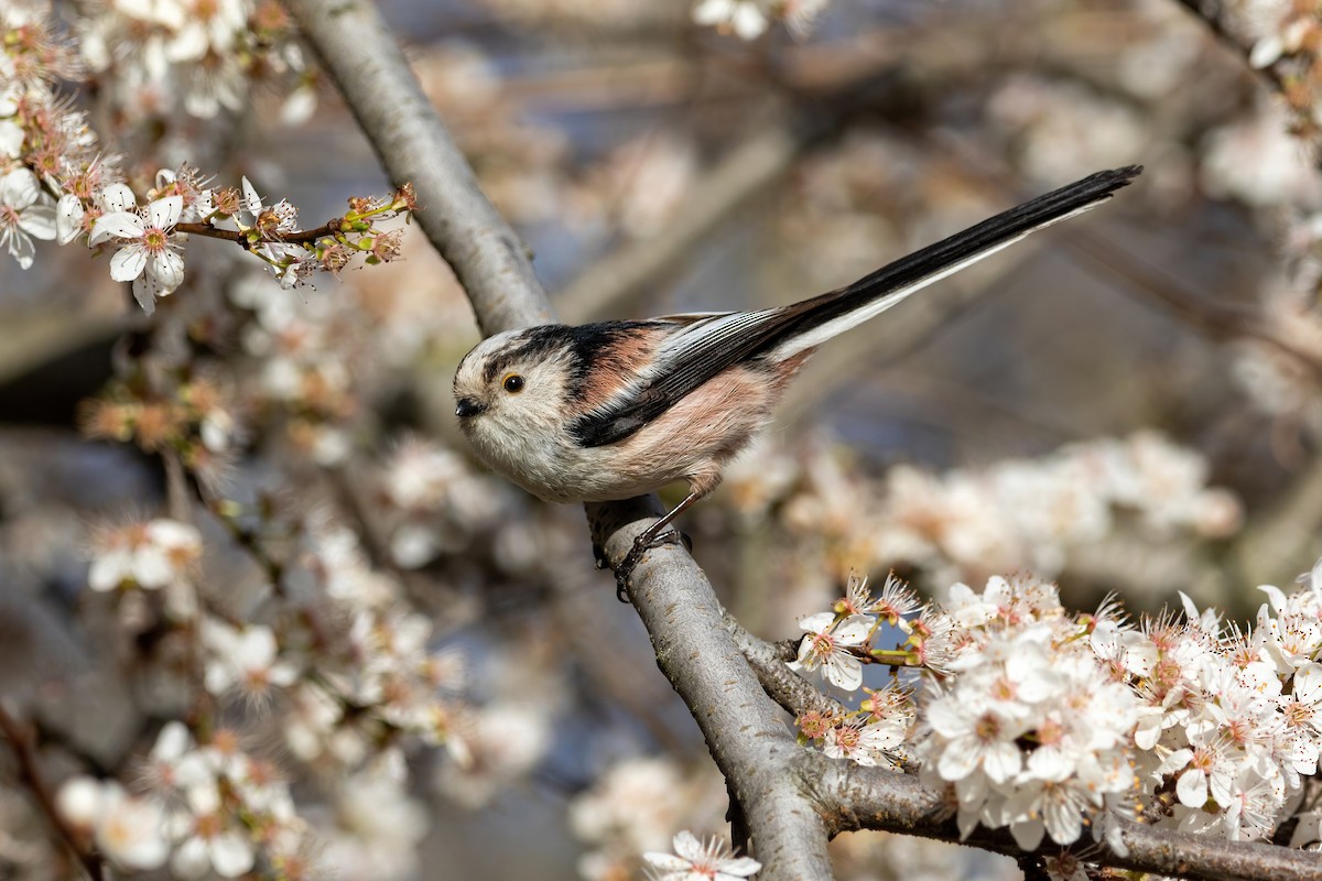 Long-tailed Tit - Alexis Lours
