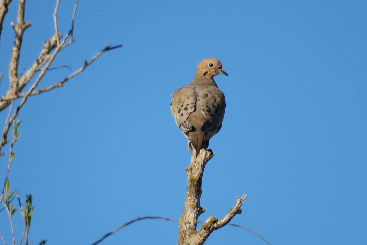 Mourning Dove - Douglas Brown