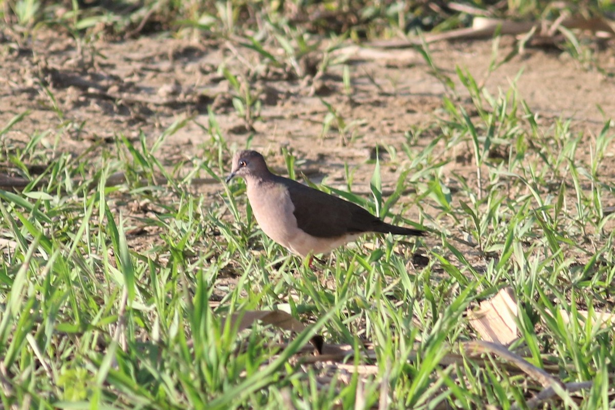 Gray-fronted Dove - ML419822731