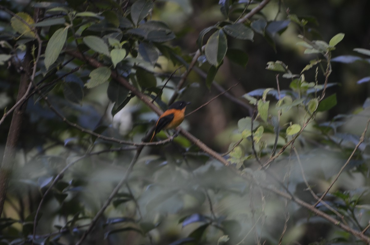 Black-and-orange Flycatcher - Selvaganesh K