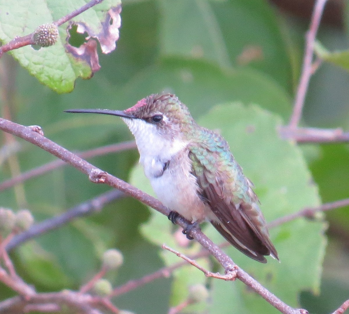 Ruby-throated Hummingbird - ML41983141