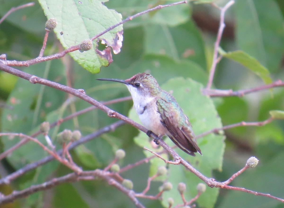 Ruby-throated Hummingbird - ML41983151
