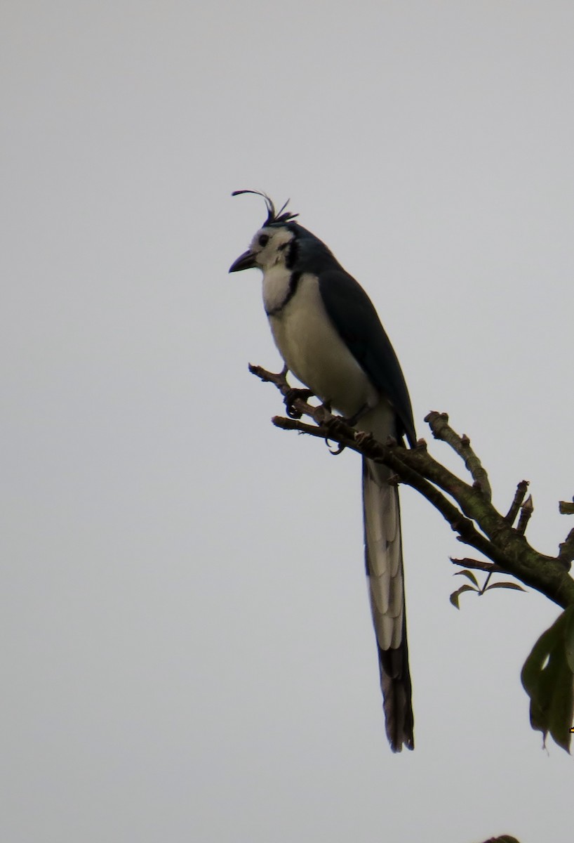 White-throated Magpie-Jay - ML41983201