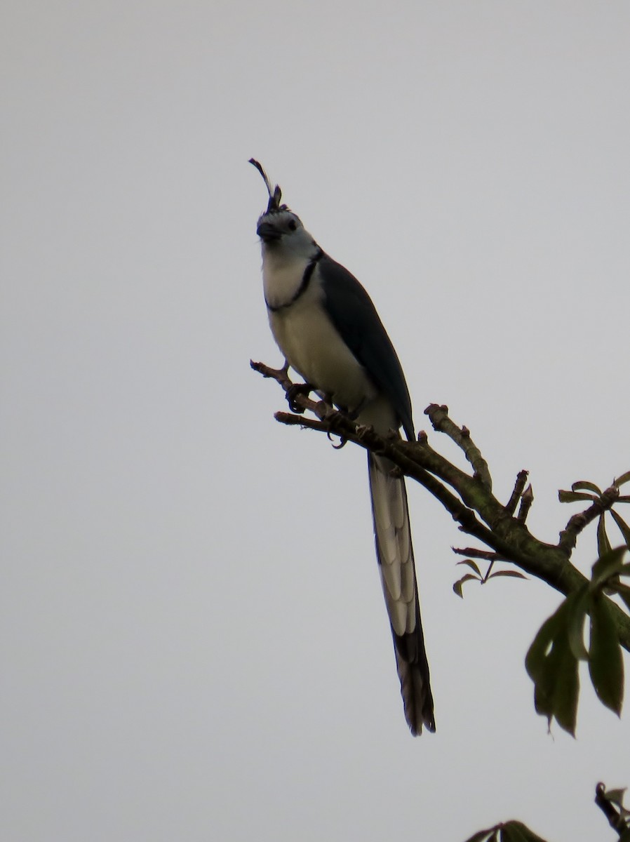 White-throated Magpie-Jay - ML41983221