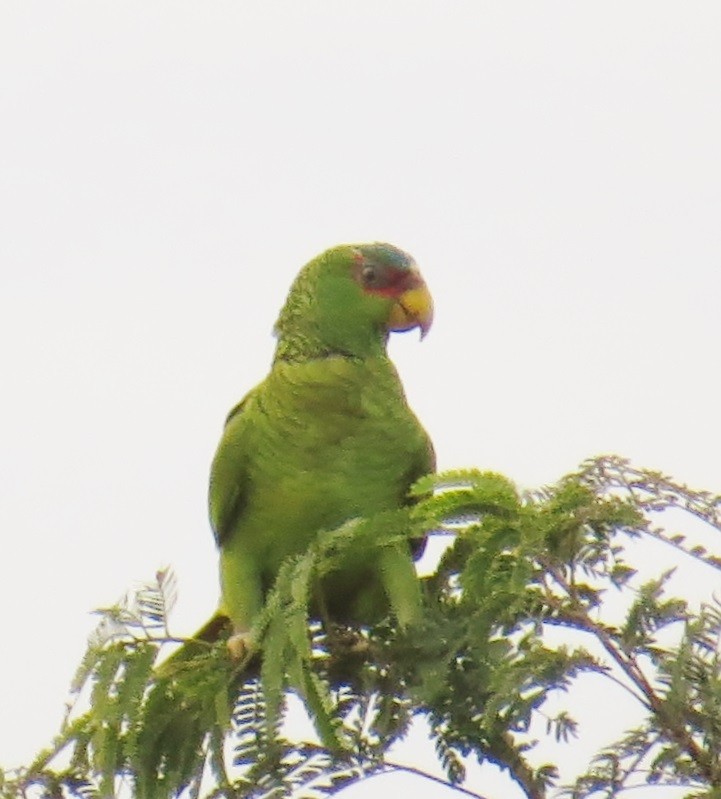 White-fronted Parrot - ML41983361