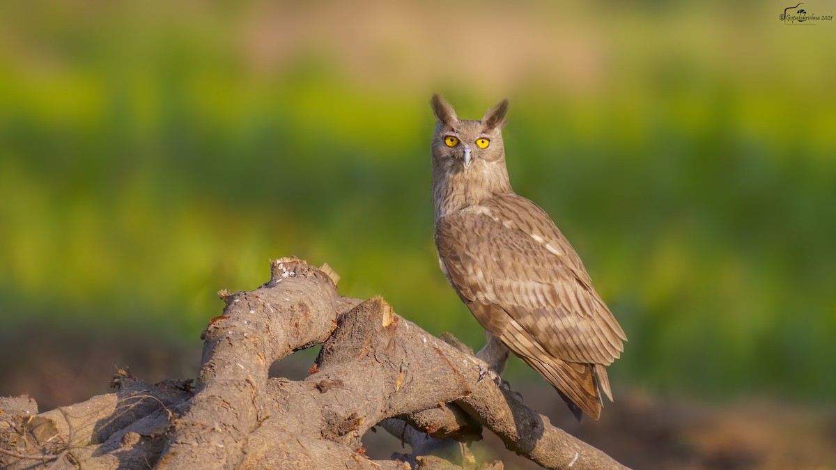 Dusky Eagle-Owl - Gopalakrishna R