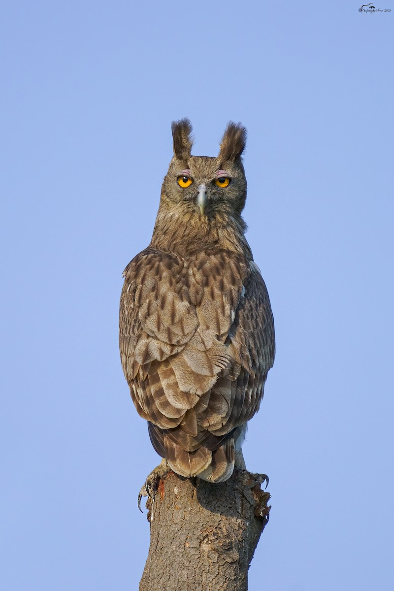 Dusky Eagle-Owl - ML419833631